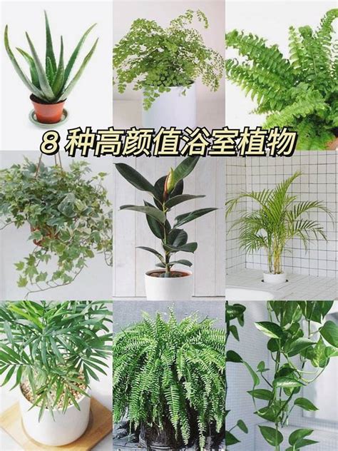 適合放在浴室的植物|浴室風水放什麼植物？室內植物專家授你活用植物提升居家生活品。